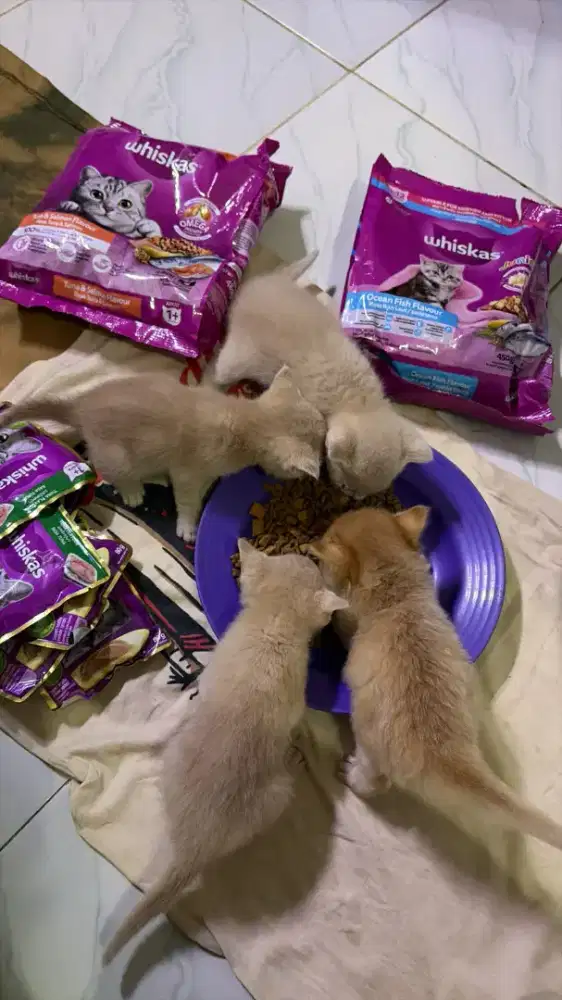 Anak Kucing Anggora Warna Fawn Sehat & Lincah - DOB 5 Juli 2026