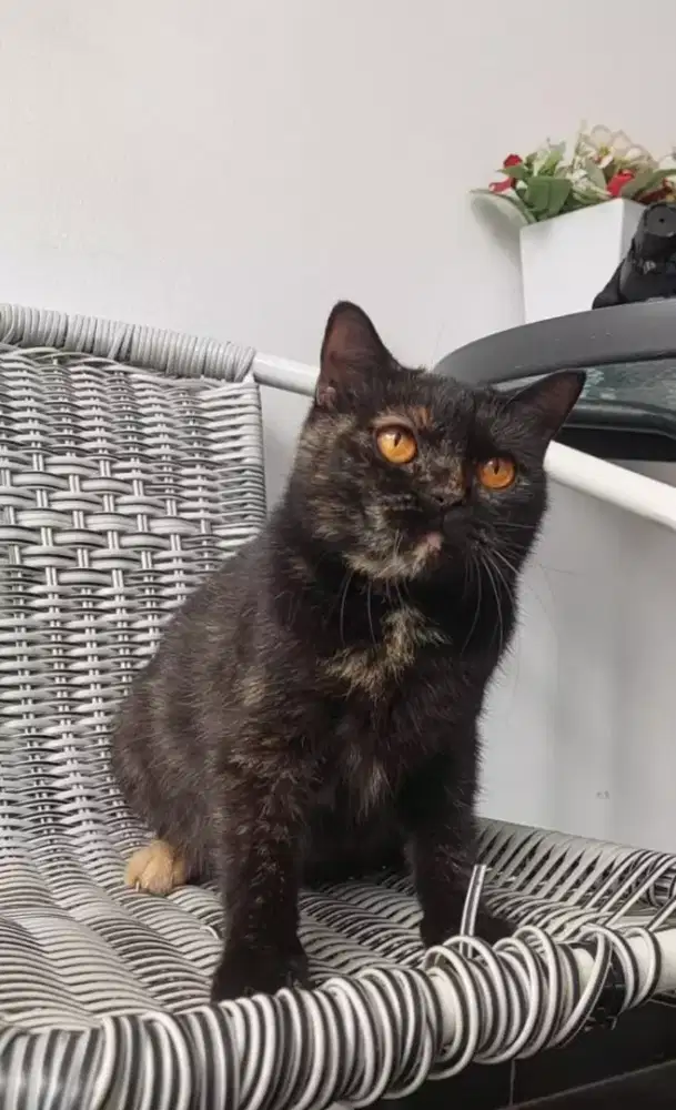 Kucing bsh tortie