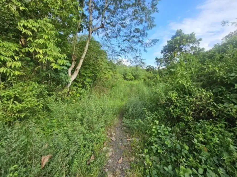 TANAH PEKARANGAN LUAS