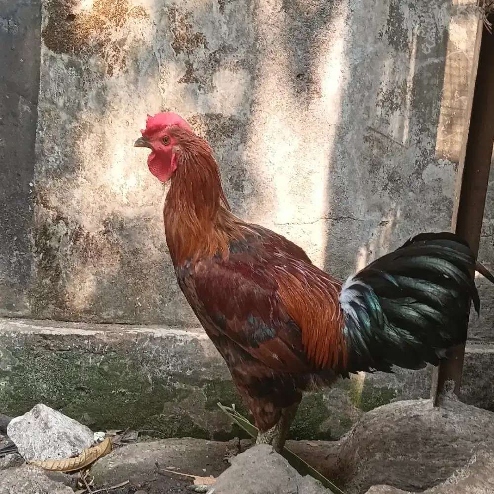 Ayam Pelung usia 6bln