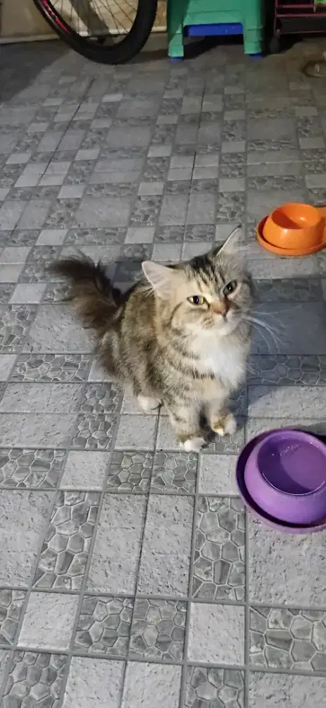 Kucing Persia Betina