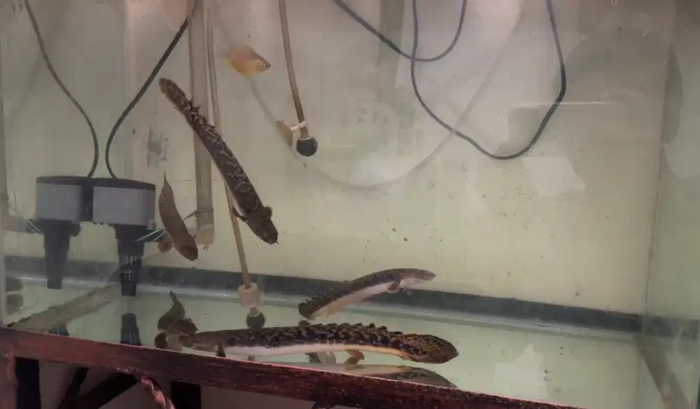 Ikan Palmas Teugelsi