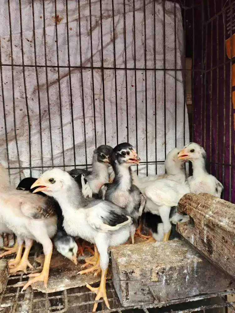 Jual borongan 12 ekor anak ayam Bangkok super tehnik