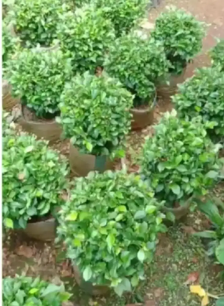 Pohon teh tehan bulat