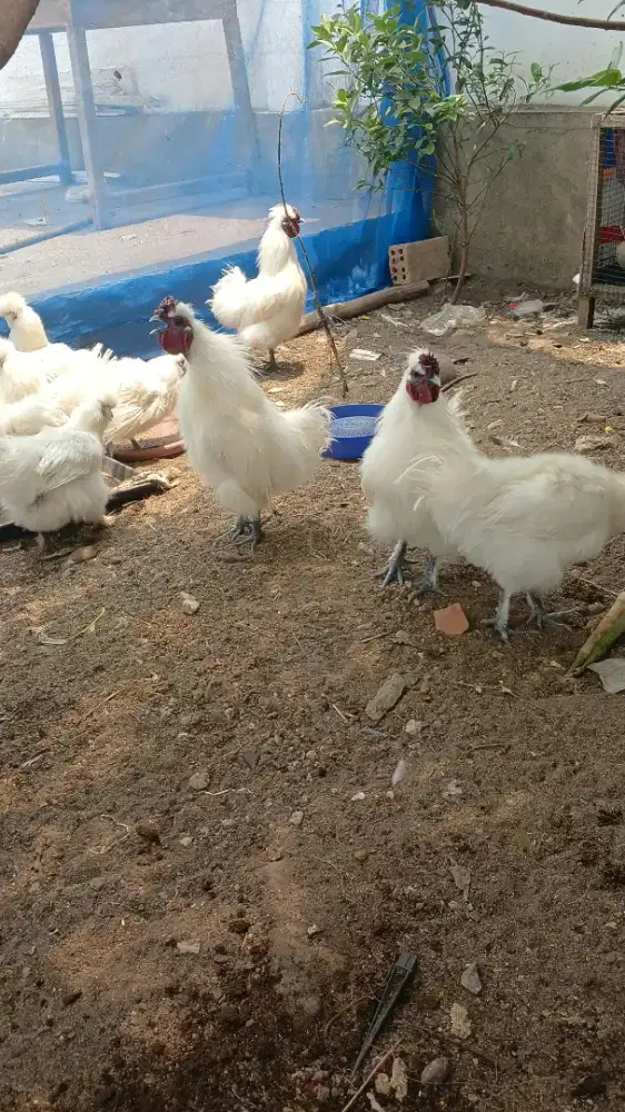 Ayam hias kapas sama ayam cemani