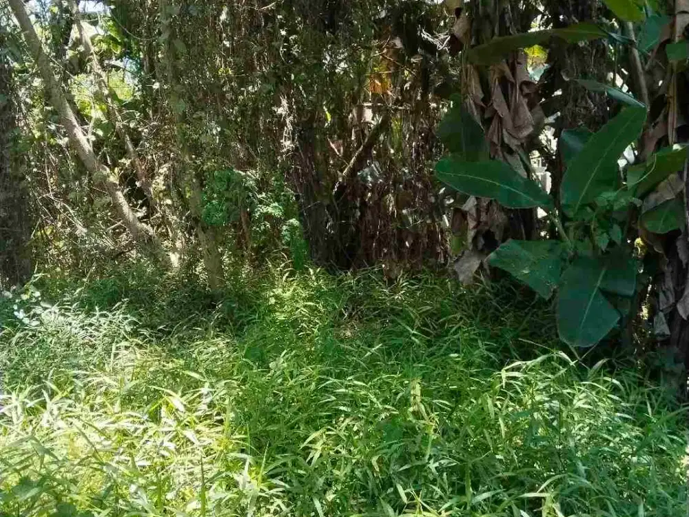 disewakan global tanah area puspom gianyar cocok utk perkantoran dan usaha rumah sewa