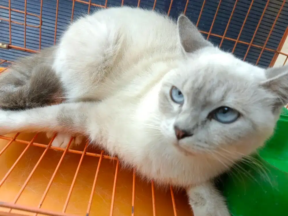 Kucing Persia Blue Eye