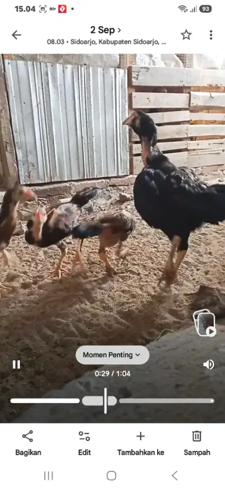 Babon betina Khoytrad bawa anak