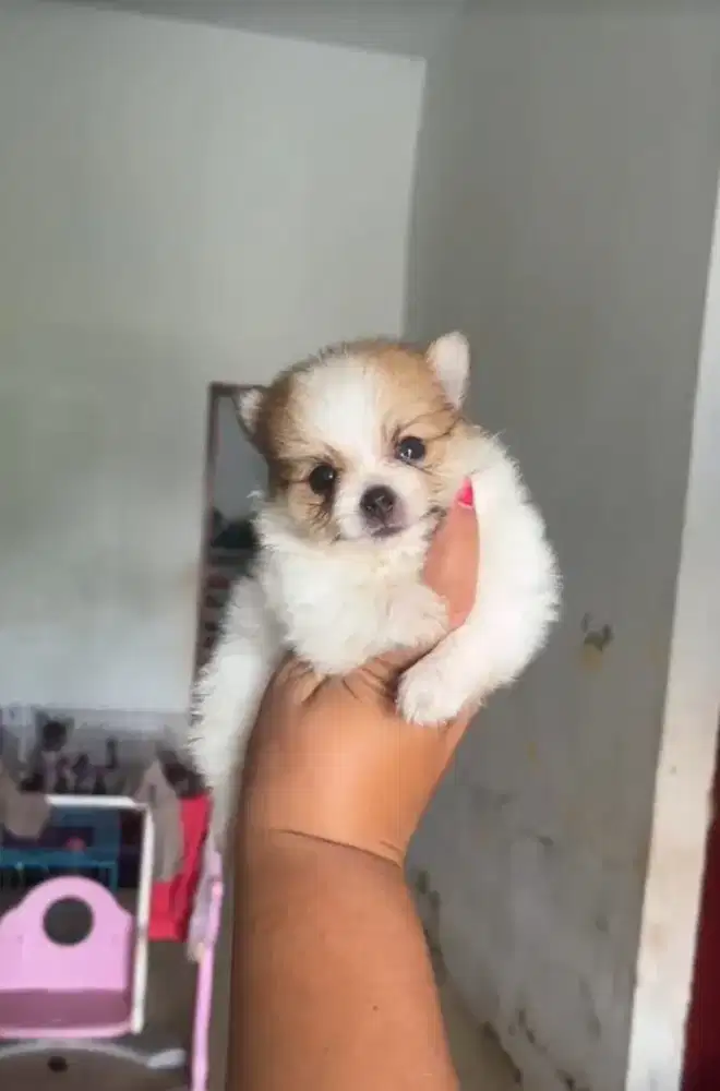 Minipom jantan medan sunggal