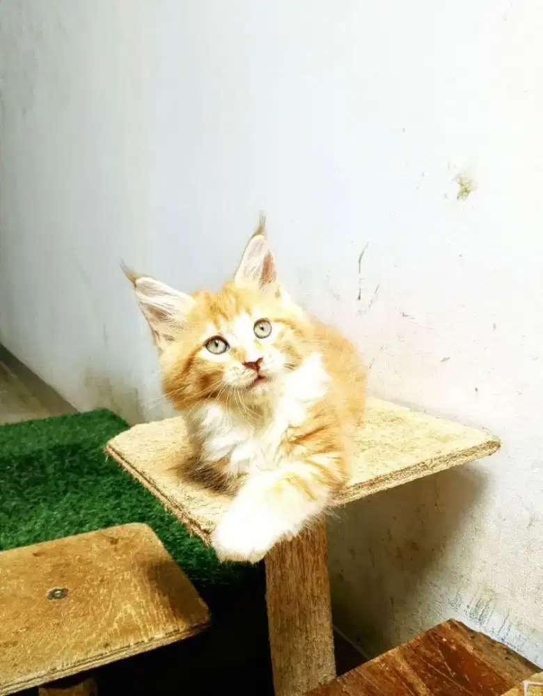 Kitten MaineCoon Jantan Pure No mix. Induk ped Cfa Maine Coon