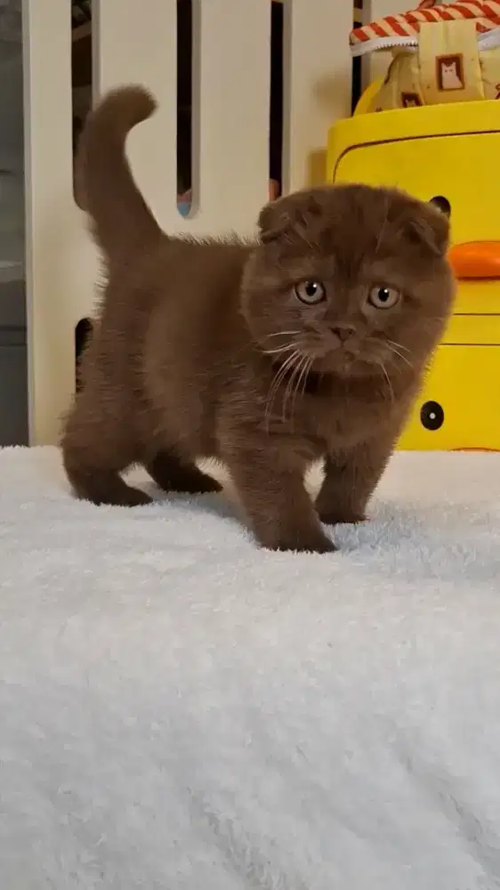 KUCING SCOTTISH FOLD