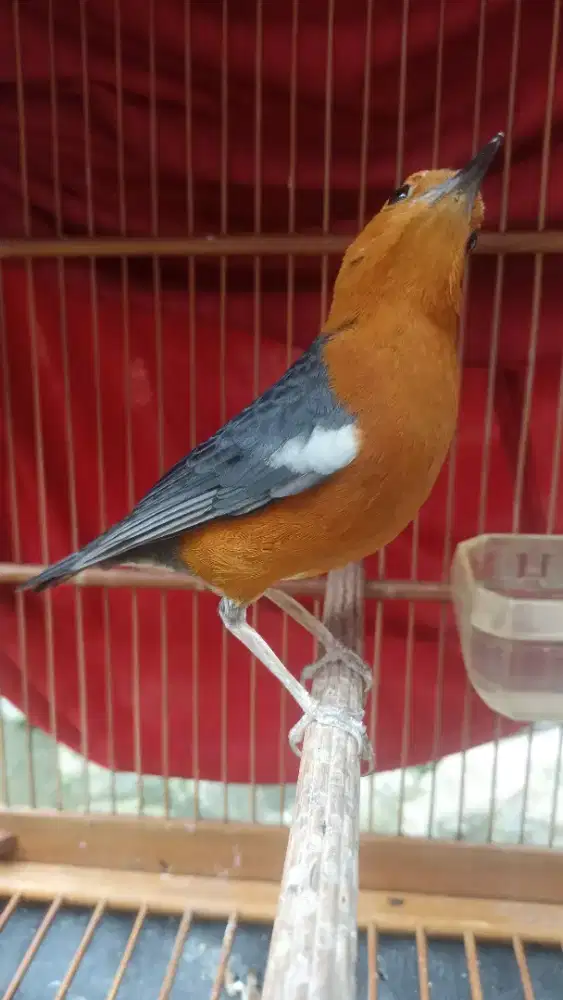 Anis merah jual fs