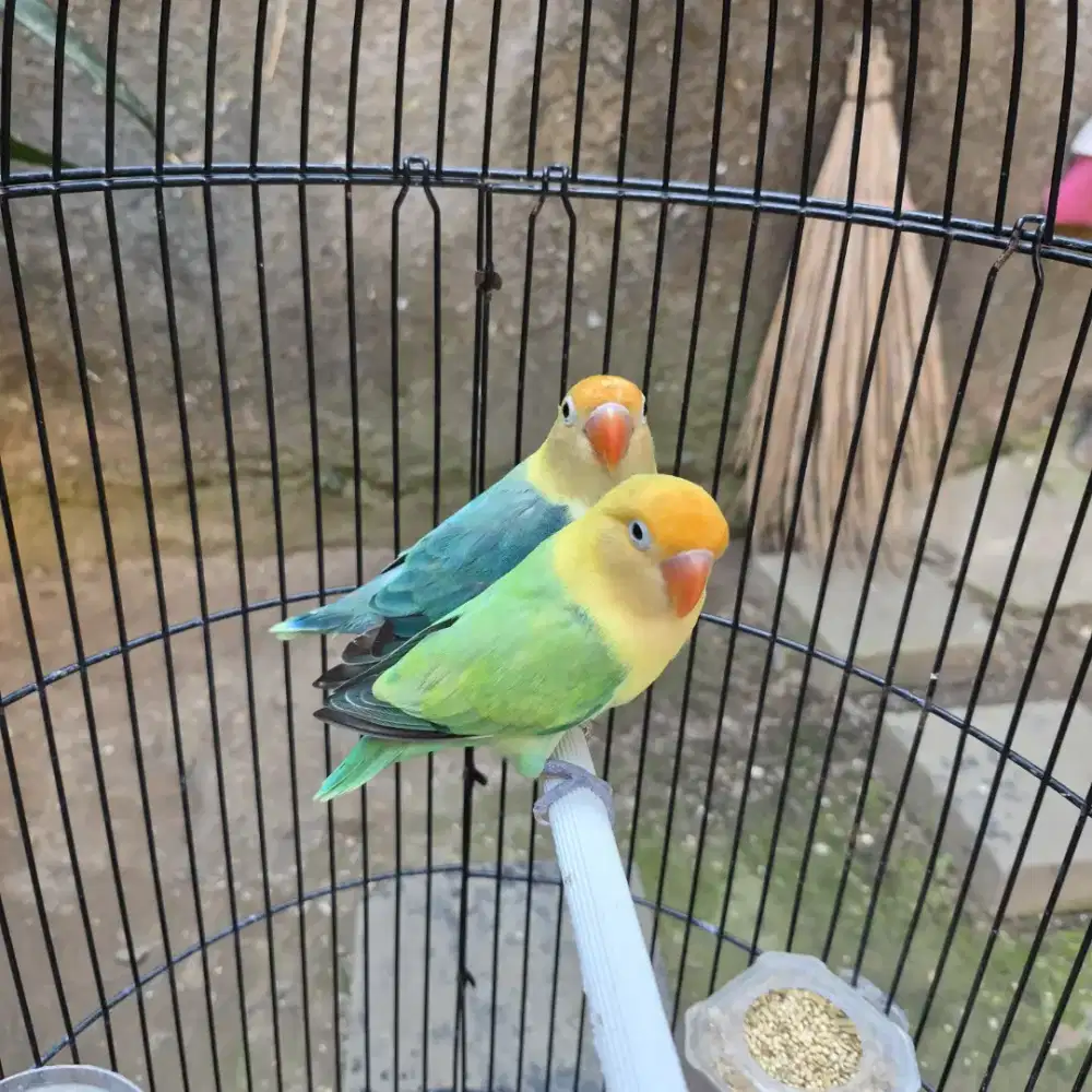 Lovebird Pasangan Dewasa Warna Bagus