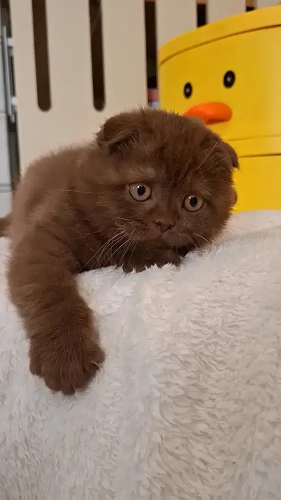 Kucing Scottish Fold