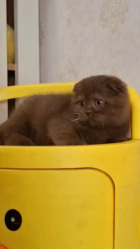 Kucing Lucu Scottish Fold