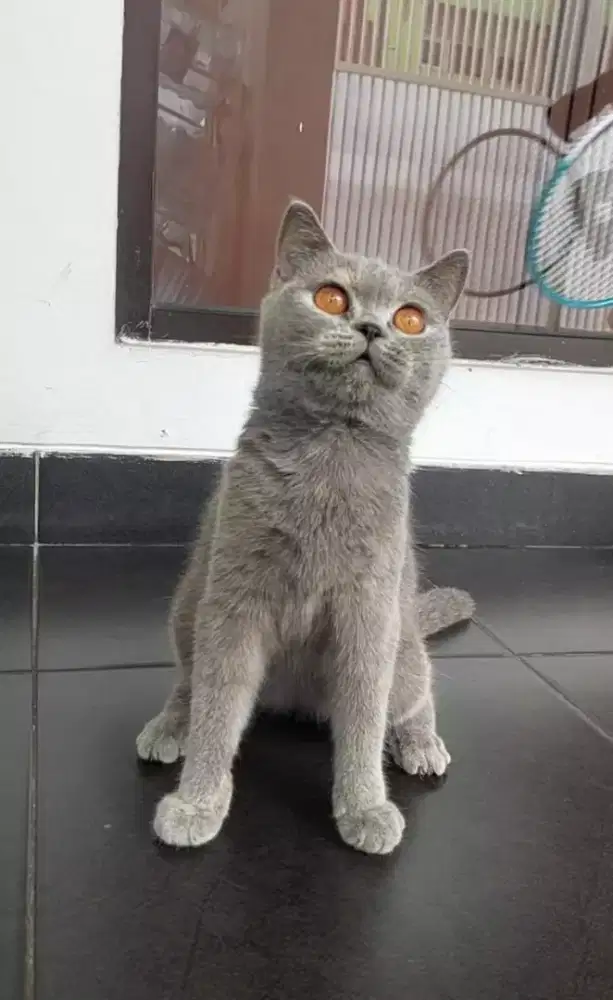 BORONGAN KUCING BSH