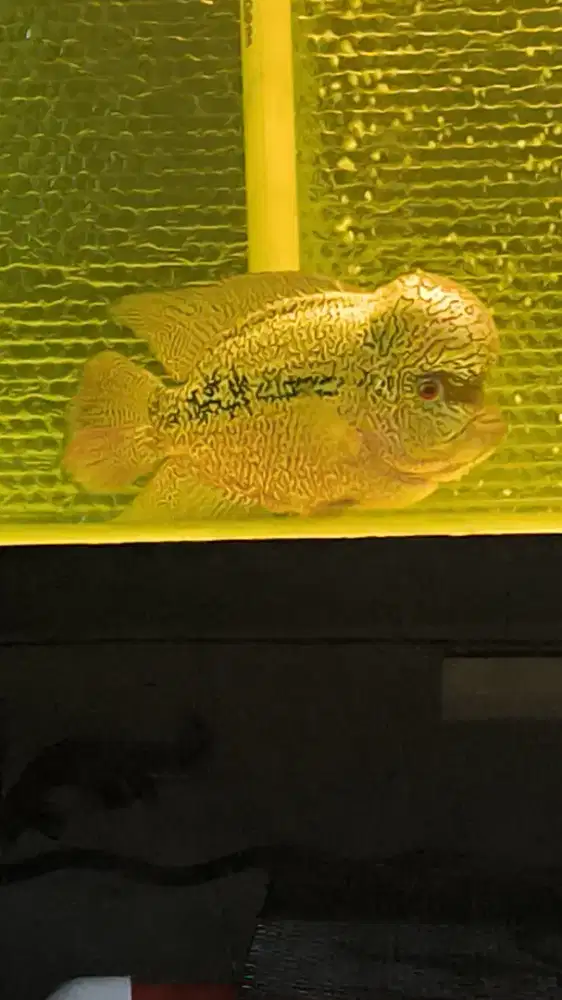 Ikan Lohan Cencu