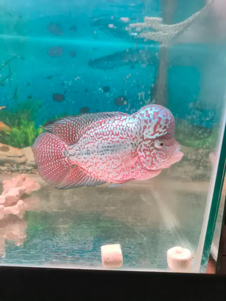 Ikan Lohan Kamfa thailand