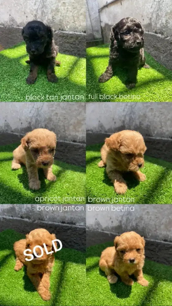 Ready anakan Mini Toys Poodle