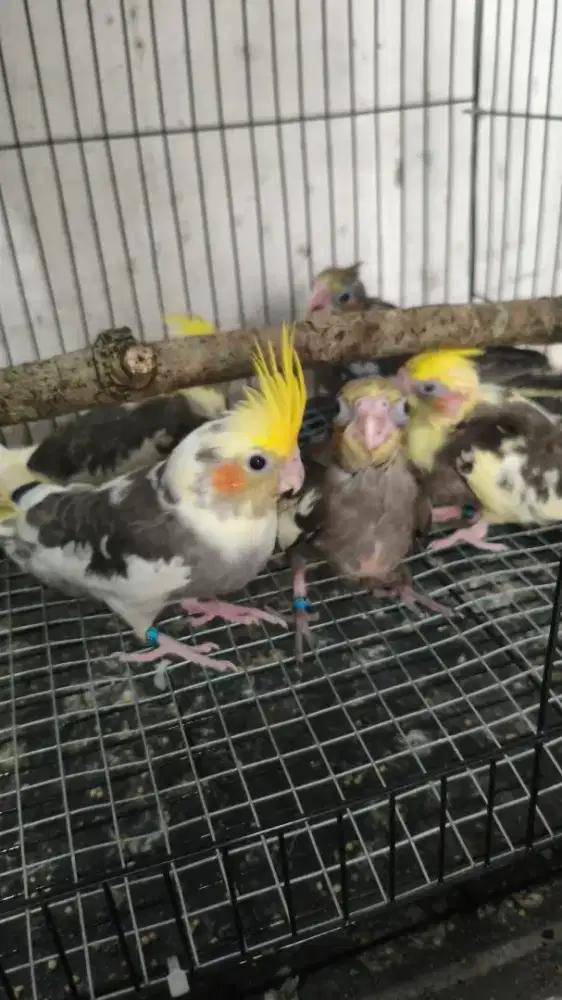 Anakan burung falk