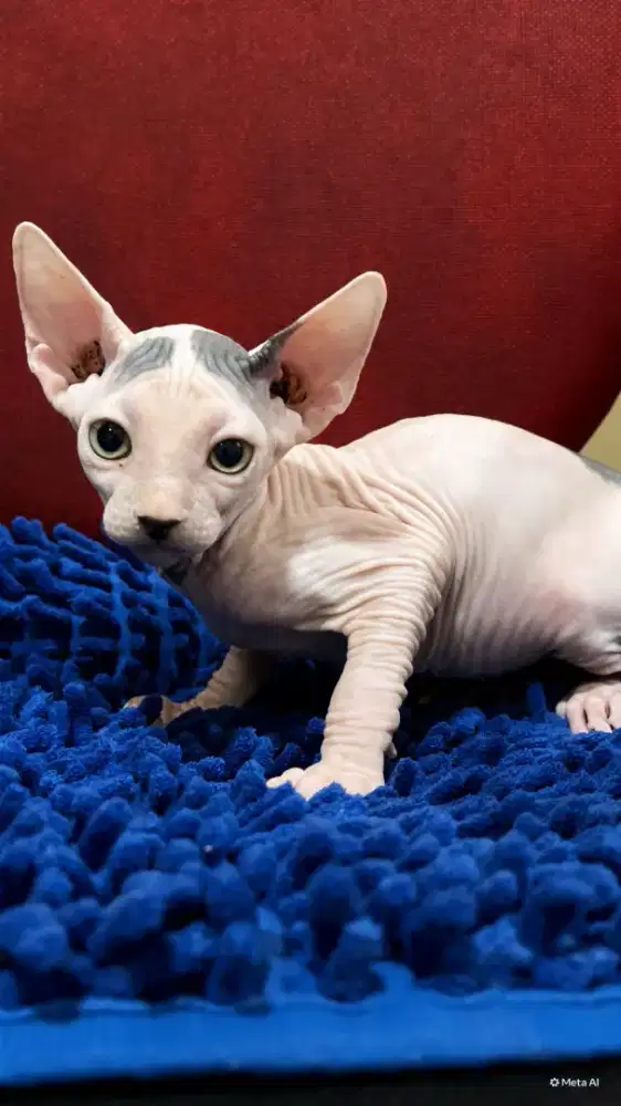 Anakan Sphyxs Jantan