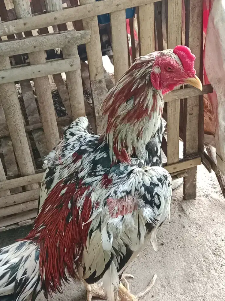 Ayam bangkok  trah juara