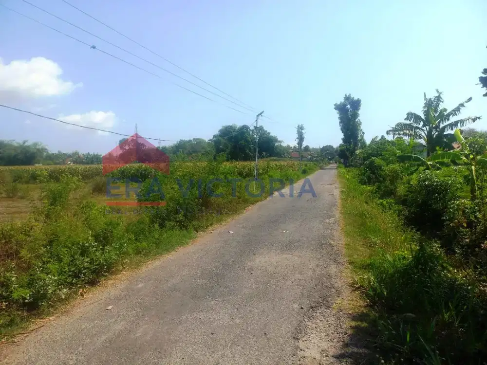 Tanah Jual Daerah Kencong Jember Dekat Sekolah dan Kantor Kelurahan