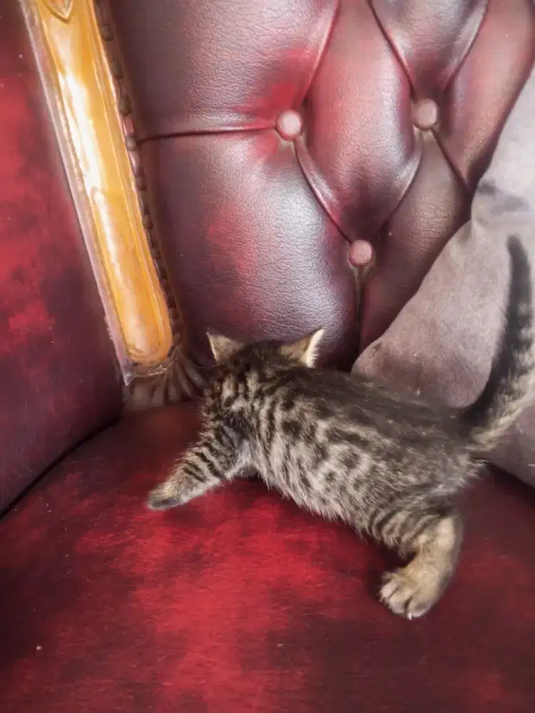 Kitten ras beungal mix persia