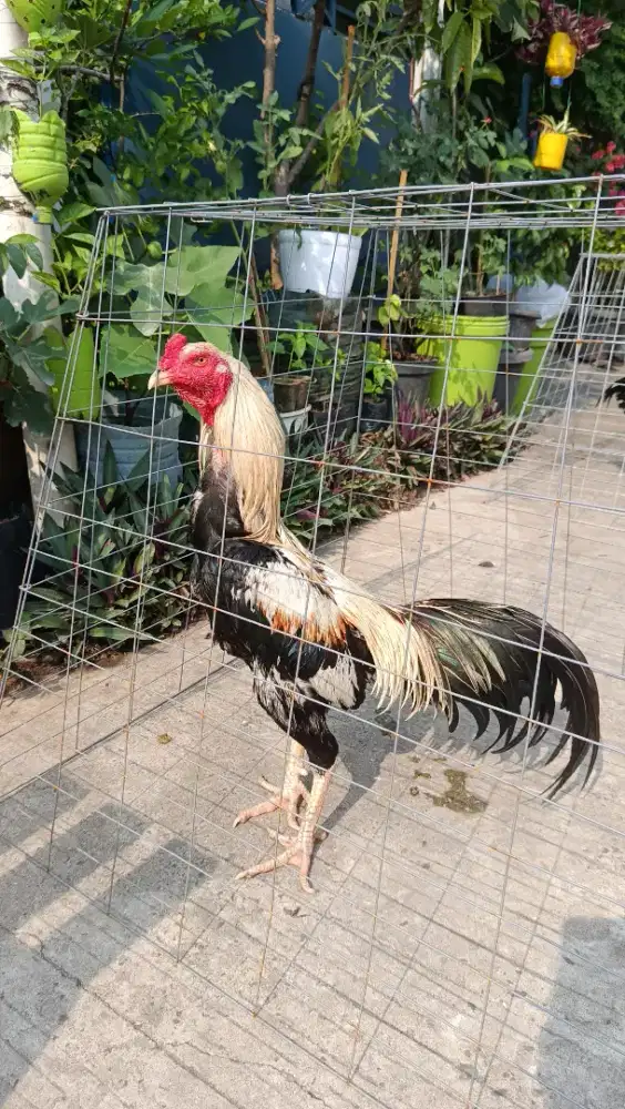 AYAM BK JALAK USIA 8 BULAN