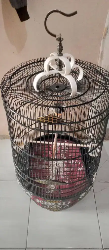 burung murai betina