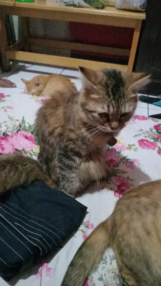 Over adopsi kucing anggora