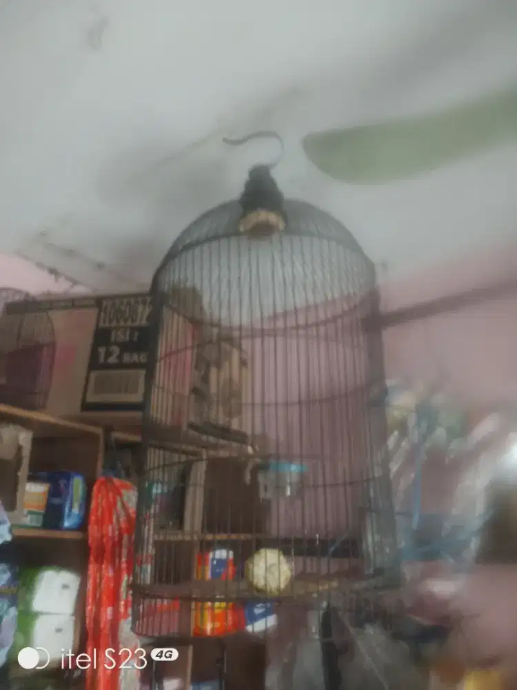 Kandang bulat besi lovbird