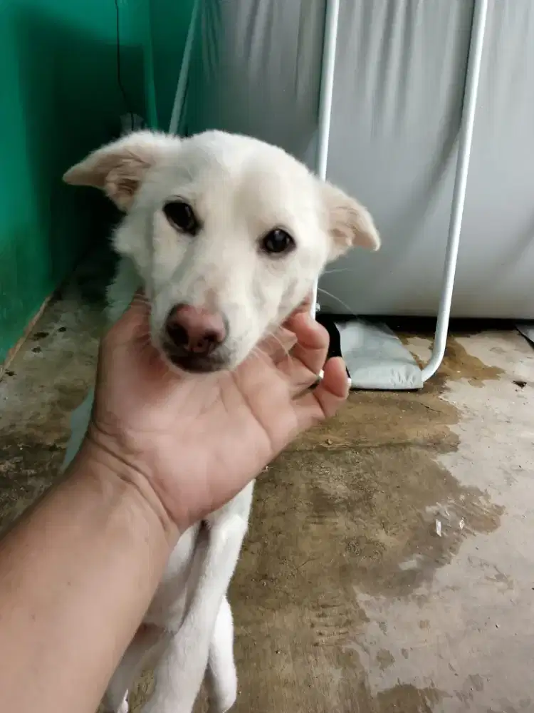 Hibah Anjing Ras Shiba Inu