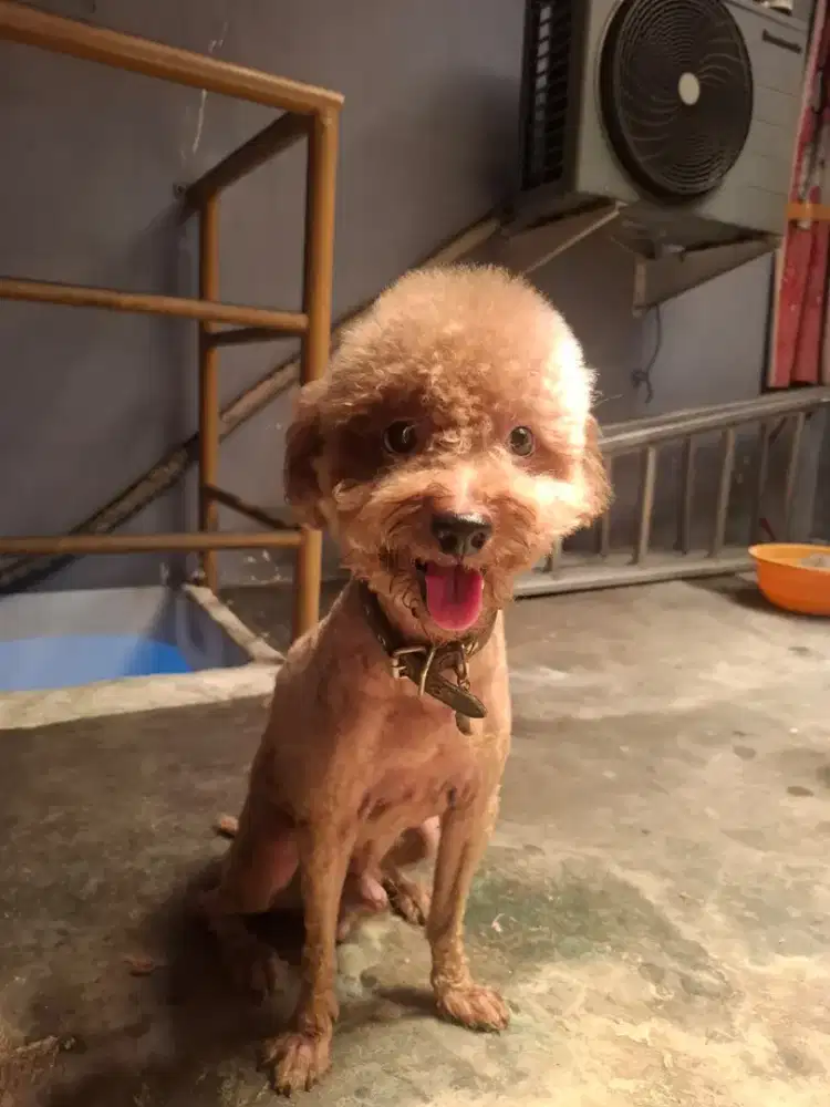 Poodle redtoy sehat