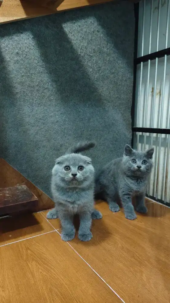 Scottish fold/ Kucing SF / BSH