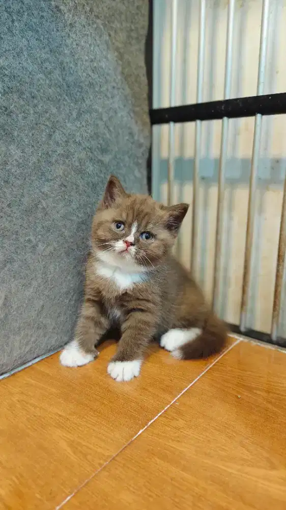 British Shorthair Cinamon / BSH Cinamon
