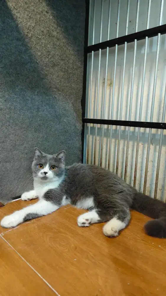 British Shorthair/ BSH
