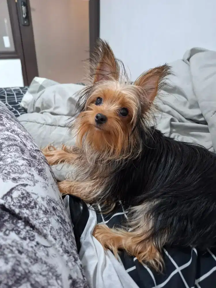 Yorkshire Terrier