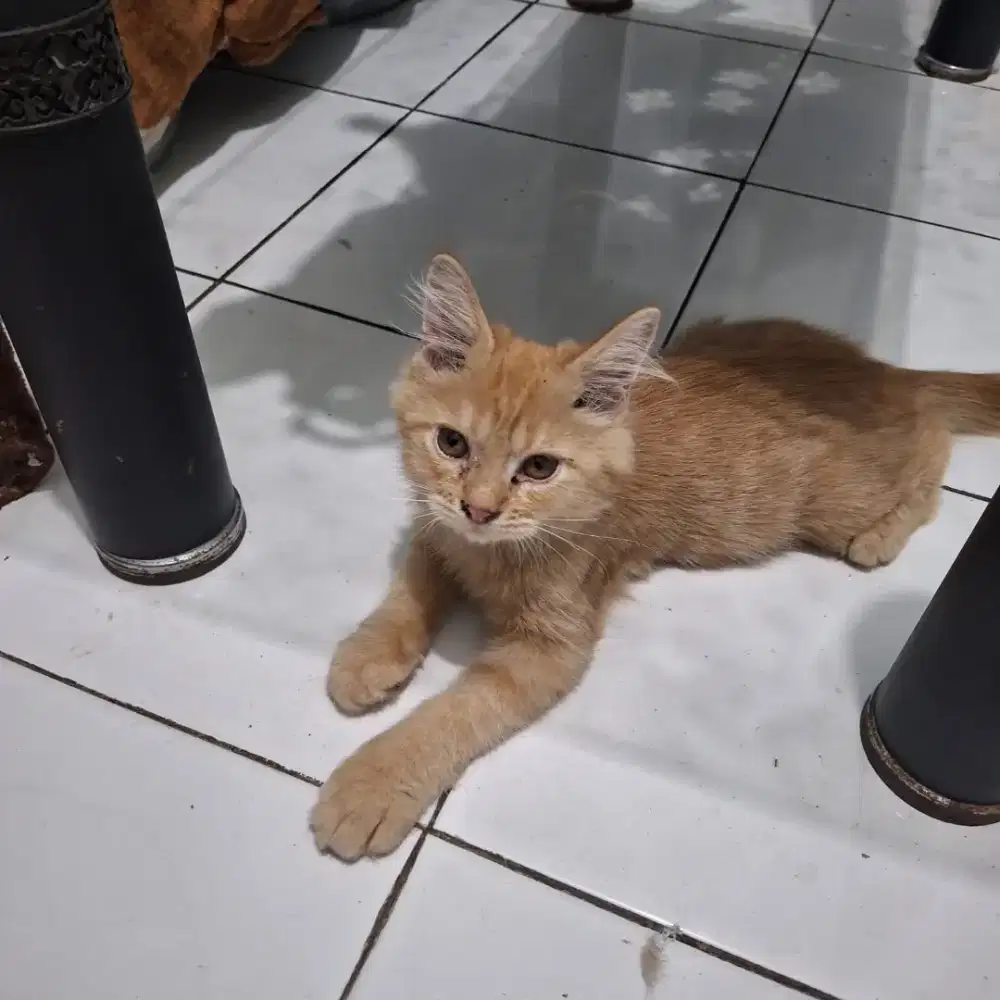Open Adoptt Kitten persia