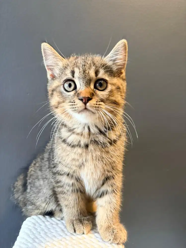 KITTEN MUNCHKIN NS
