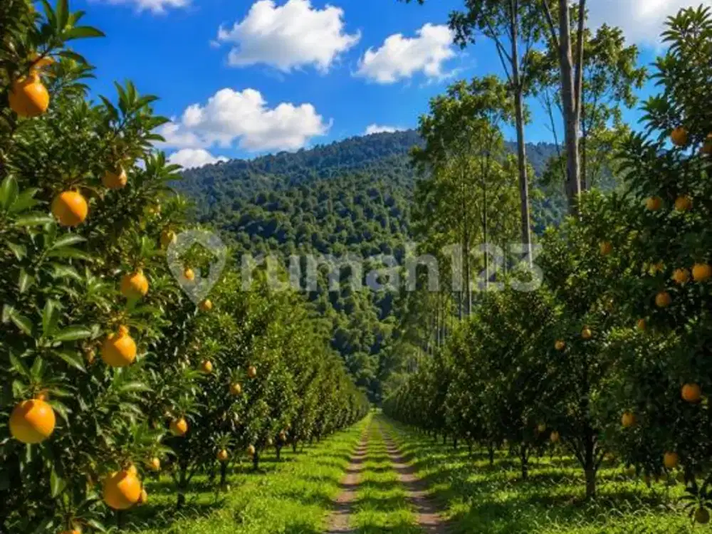 Dijual Tanah di Subang