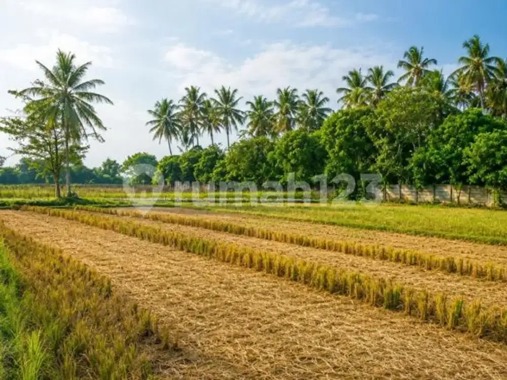 Dijual Tanah di Panimbang - Pandeglang - Banten
