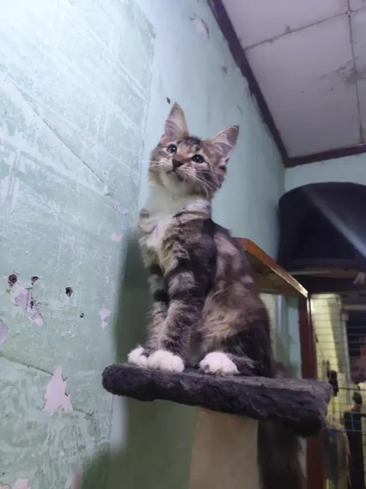 Kucing Kitten Mainecoone Female 5 bln