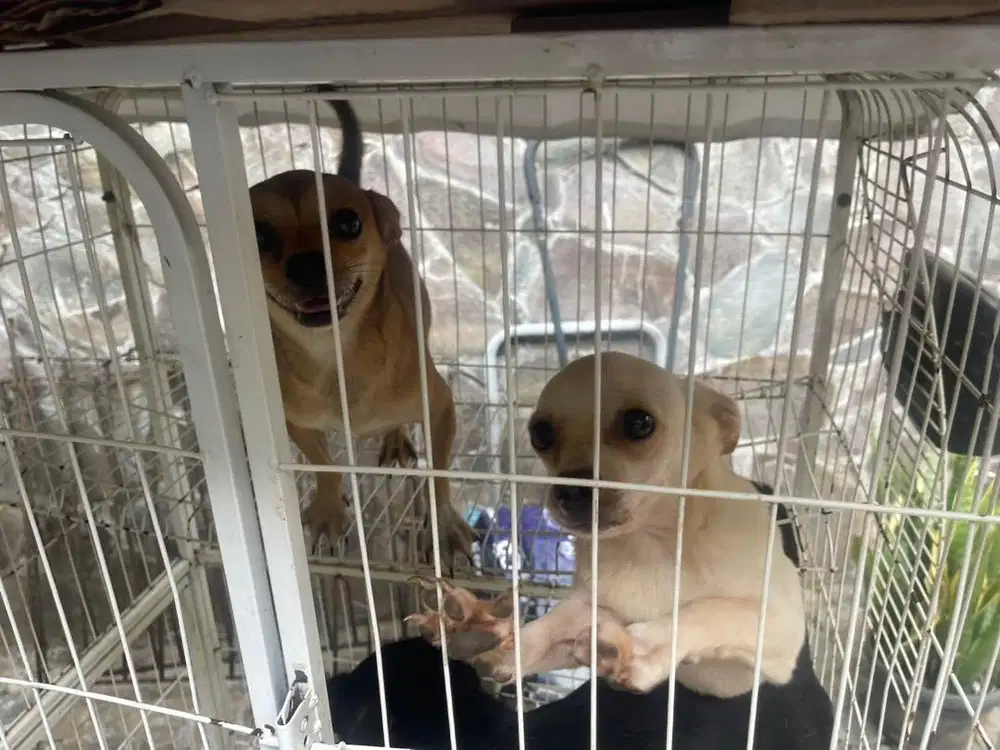 anjing Chihuahua