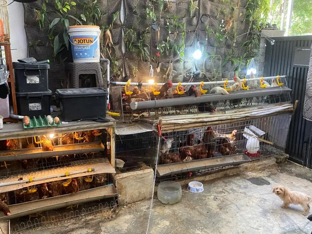 Ayam petelor Lg aktif nelor