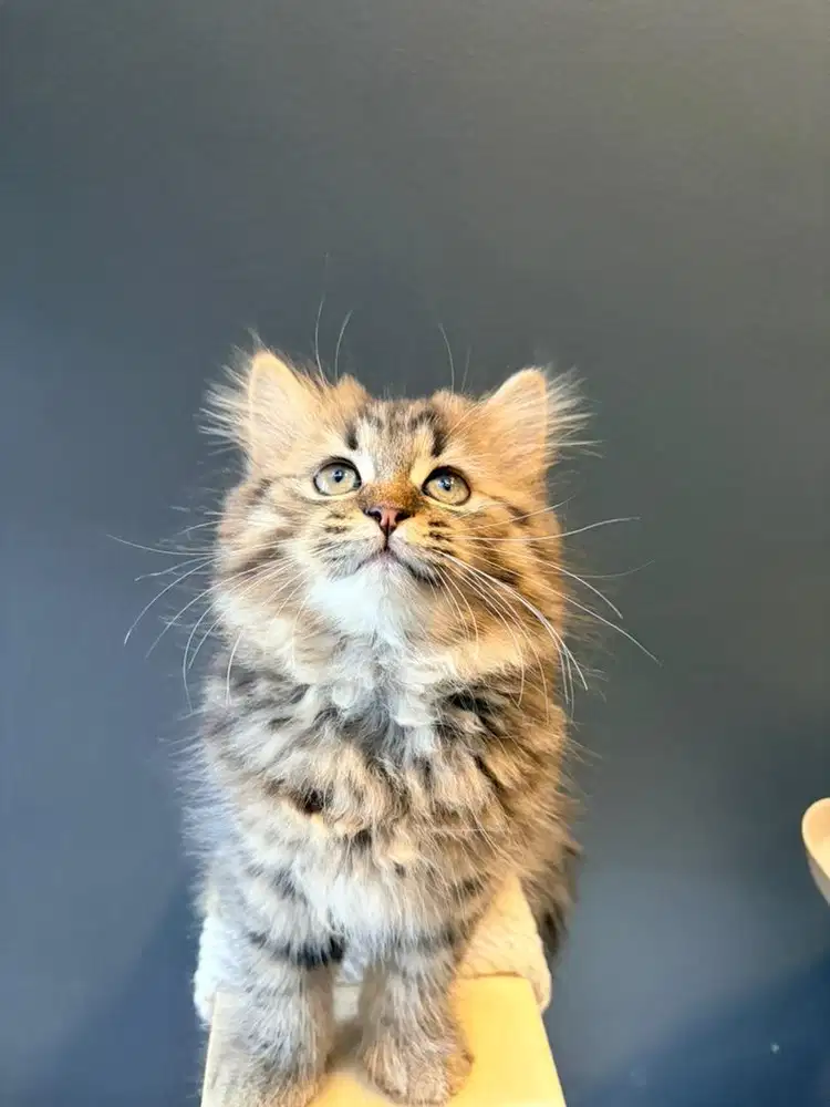 KITTEN MUNCHKIN NS