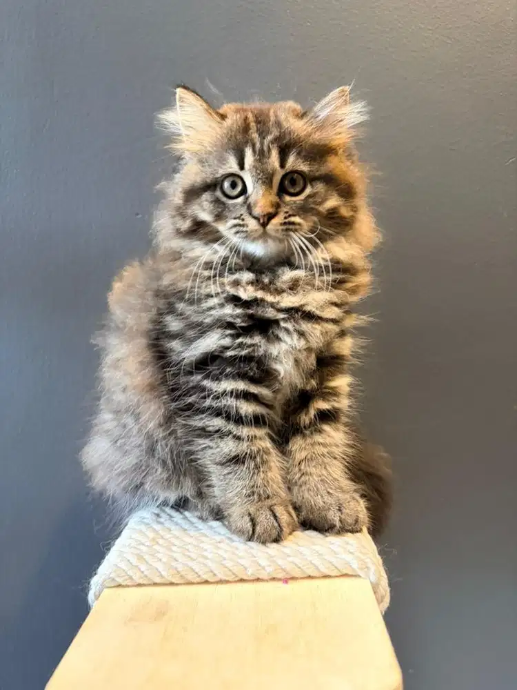 KITTEN MUNCHKIN NS