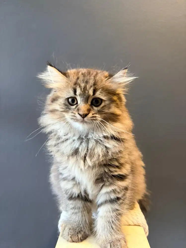 KITTEN MUNCHKIN NS