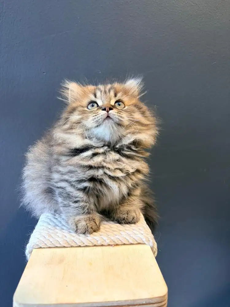 KITTEN MUNCHKIN
