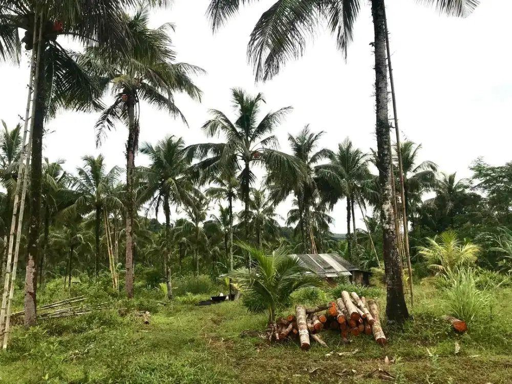 JUAL CEPAT TANAH/LAHAN PERKEBUNAN 2,8 HEKTAR DI WALURAN, KABUPATEN SUKABUMI